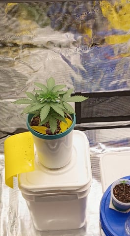 TentPlantLightFan — vegetative, day 29