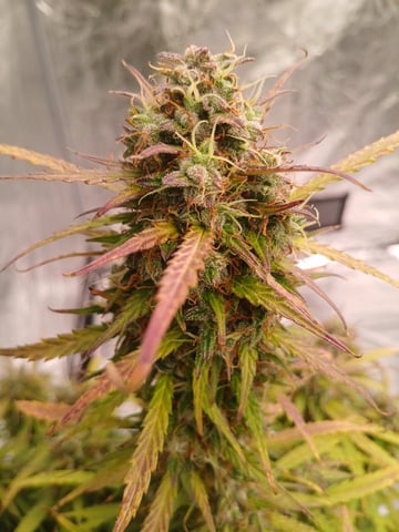 Cornucopia of Cannabis — harvest, day 27