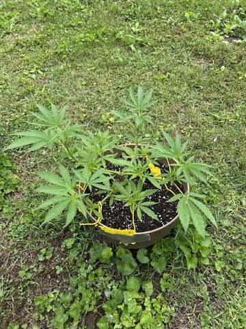 2026 Outdoor — vegetative, day 51