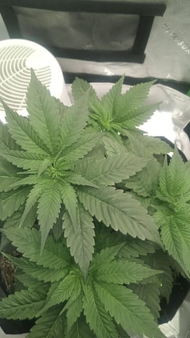 Critical Purple Kush — vegetative, day 52