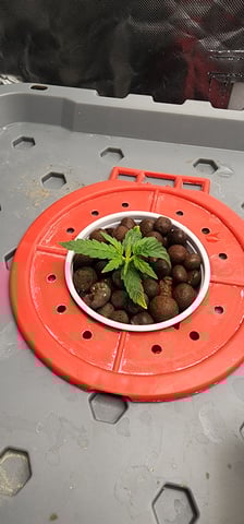 El Chemi Kiwi autoflower  — seedling_rooting, day 4