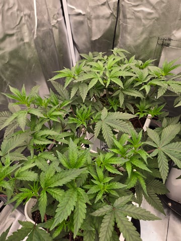 OG Kush  — seedling_rooting, day 32