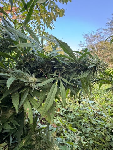 First grow — flower, day 56