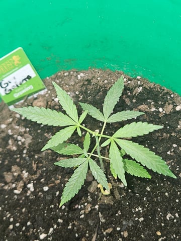 1st plant. Strain: Green Gelato AutoFlower — vegetative, day 46
