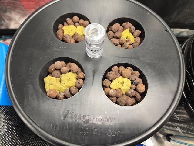 JALAPEÑO 🌶 — germination, day 16