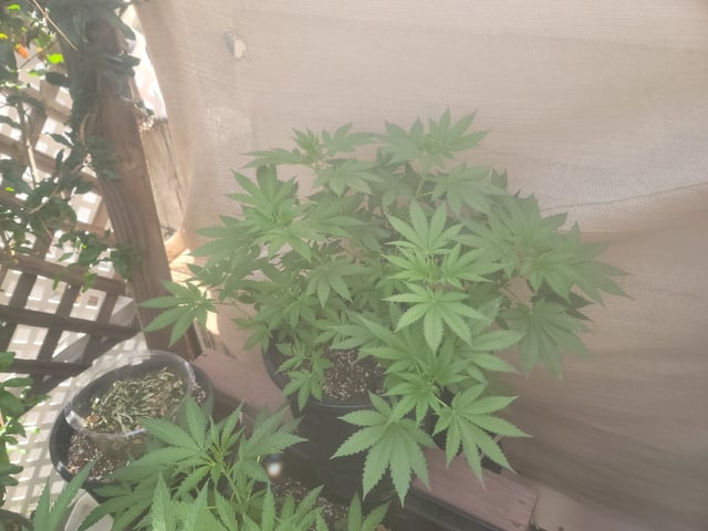 Ghetto Growing — flower, day 34
