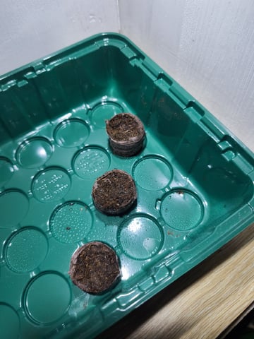Royal Queen Seeds - Ice — germination, day 4