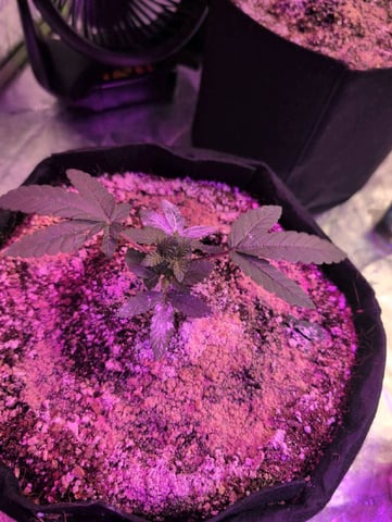 2025-26 — vegetative, day 10