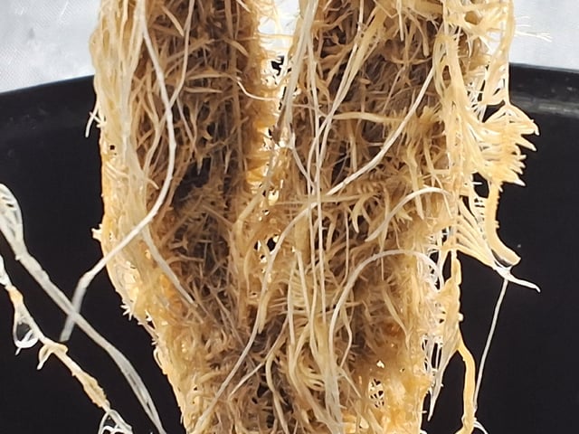 BABY SISTER — vegetative, day 45