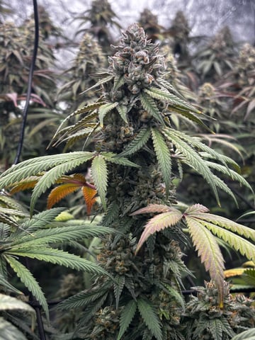 Pink Passion Fruit — flower, day 105