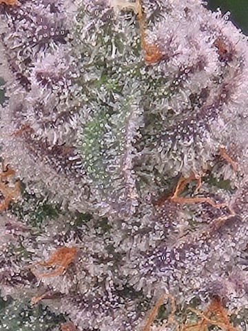 First Grow — flower, day 114