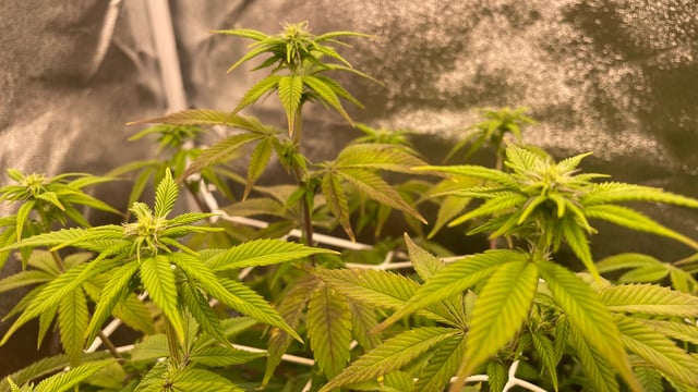 ❄️💚❄️WinterGrow❄️💚❄️ — flower, day 81