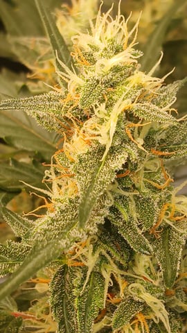 5 — flower, day 19