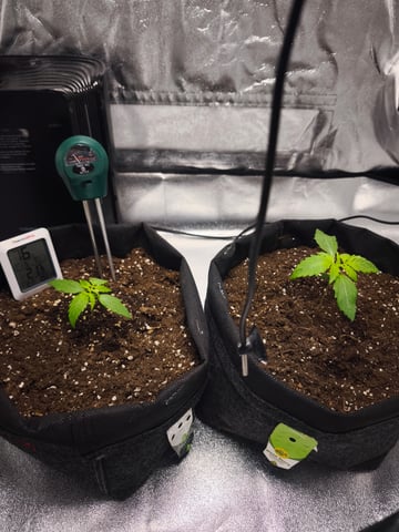 New grow — seedling_rooting, day 11
