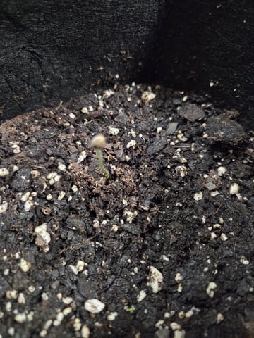 new bee's  — vegetative, day 71