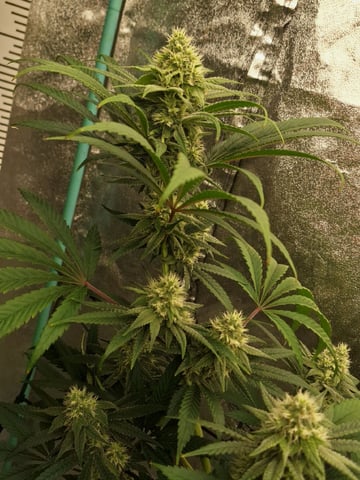 Experimental DIY Run — flower, day 11