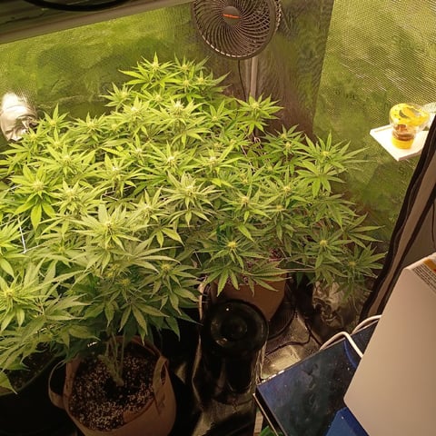 TentPlantLightFan — flower, day 93