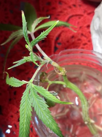 Sub Zero#12 Photoperiod Grow — vegetative, day 131