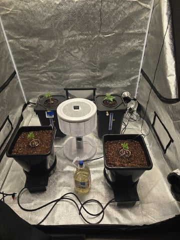 Hydro vs Auto Pot With Air Dome — seedling_rooting, day 1