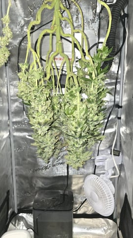 Purple Nasty By Ethos Seeds — harvest, day 109