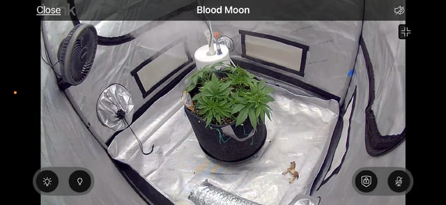 BloodMoon Gelato — vegetative, day 41