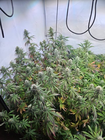 PITA — flower, day 89