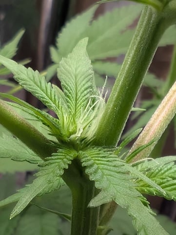 B E A utiful  — flower, day 68