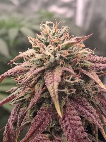 Panama Red Regular Jamaican Landraces — flower, day 10