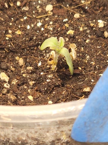 HE1E we GROW  — germination, day 26