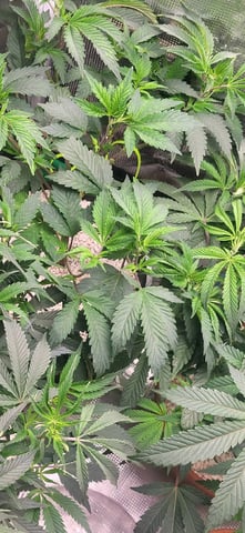 1st grow indoors(cardboard box to 2x2x4 to 5x5x6) — vegetative, day 45