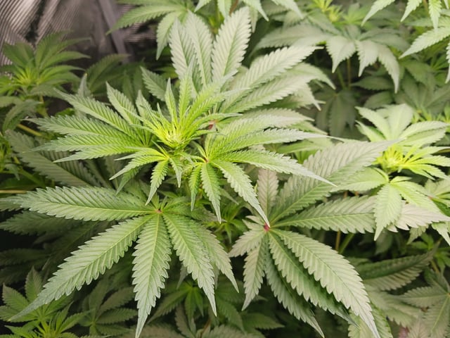 9lbhammer feminized  — flower, day 43