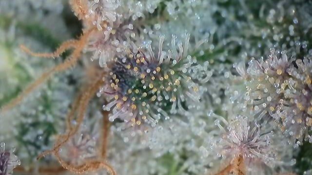 Cookies Usa — harvest, day 115