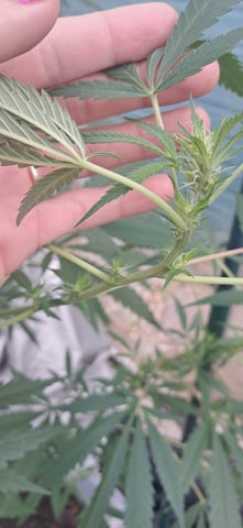 1st grow (green house)(natural) — flower, day 78