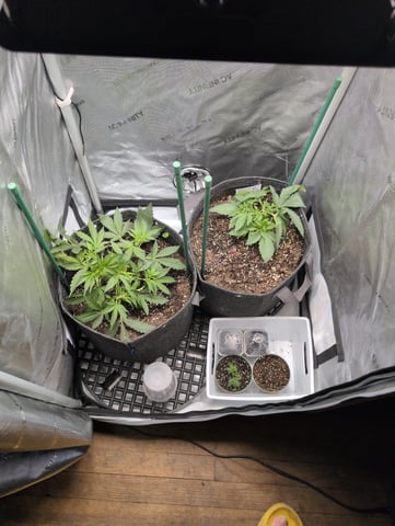 memphisto 3 bears OG, ethos high note r1 — vegetative, day 26