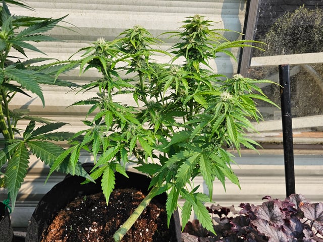 round 2 — flower, day 51