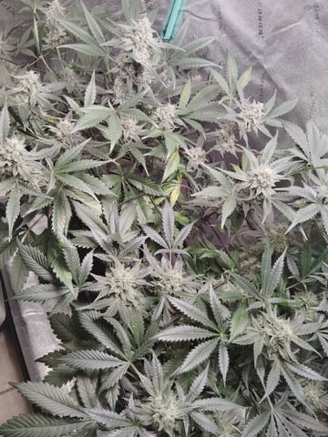 LSD Auto — flower, day 47