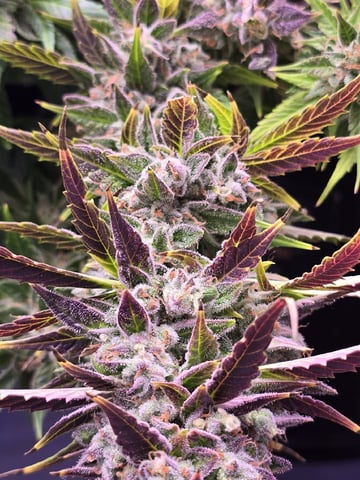 1st Auto Grow (LSD + BrB) - 1st indoor Grow — flower, day 79