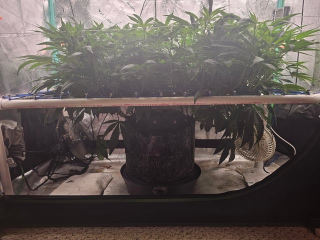 scrog from cut.  — flower, day 22