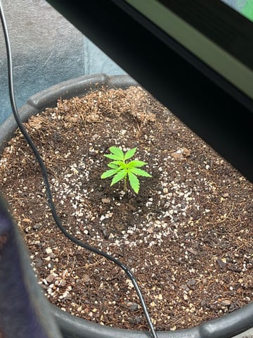 Lavender and Anesthesia Auto — vegetative, day 22