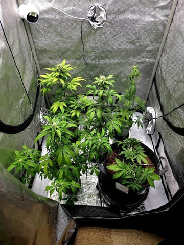 (4)autos  — flower, day 46