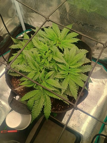 lil Slurry, first grow — vegetative, day 29