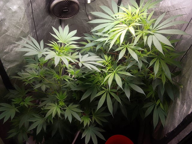 blue dream bag seed — flower, day 59