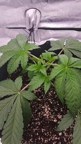 first grow — vegetative, day 28