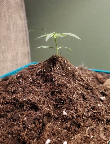 Plant 10A — vegetative, day 9