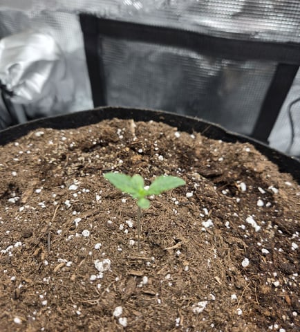 August Grow — seedling_rooting, day 15