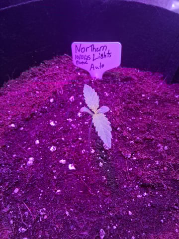 first auto grow — seedling_rooting, day 7