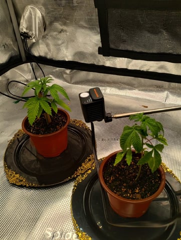 Photo Time📸🕞 — vegetative, day 26