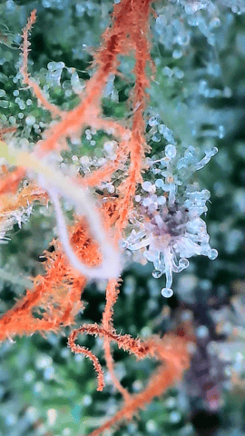 Starfighter/Ohio Guptilla Hybrid — flower, day 34