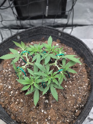 Girl Scout Cookies — vegetative, day 56