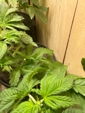 Gushers — vegetative, day 41